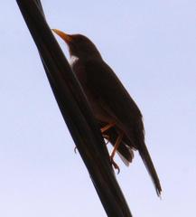 Turdus chiguanco