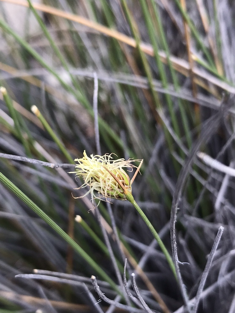 Carex pungens