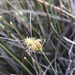 Carex pungens - Photo (c) Nodora L. Moyano, algunos derechos reservados (CC BY-NC-SA), subido por Nodora L. Moyano