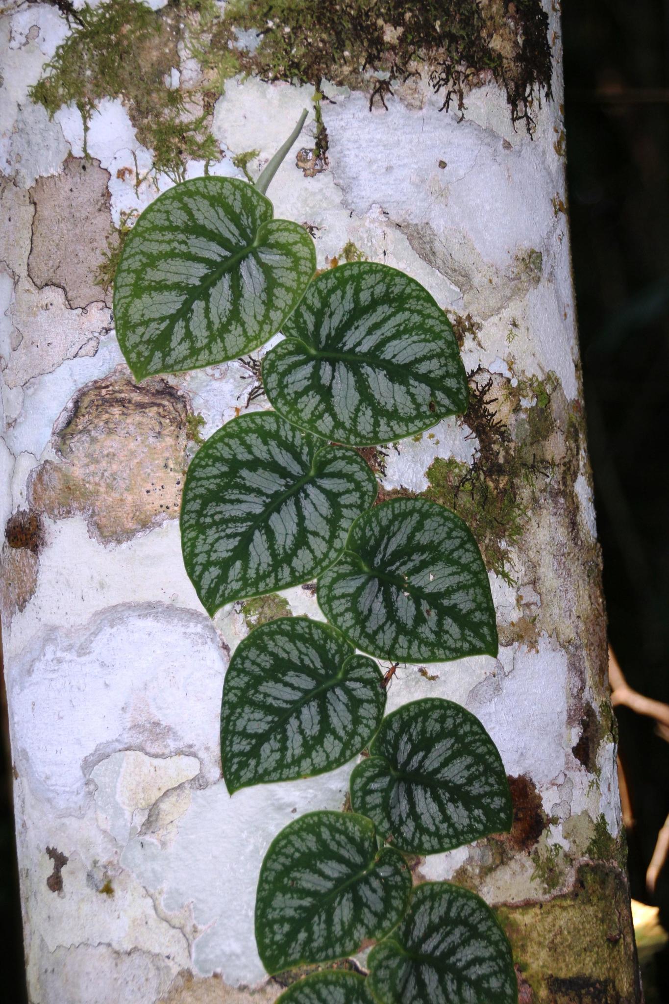monstera pilea Assorted Pilea – Plant Detectives main image 1