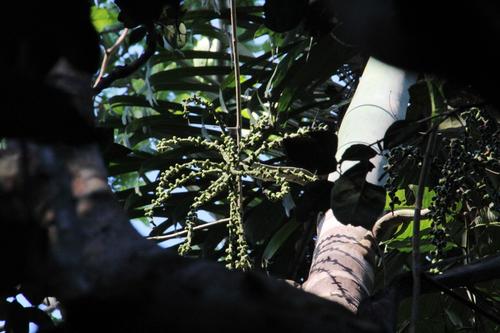 Socratea exorrhiza — photo 1