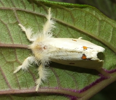 Euproctis haemodetes