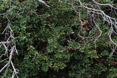 Gaultheria insana