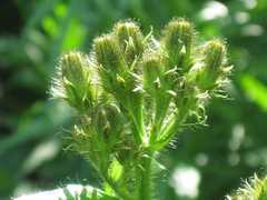 Picris japonica kamtschatica