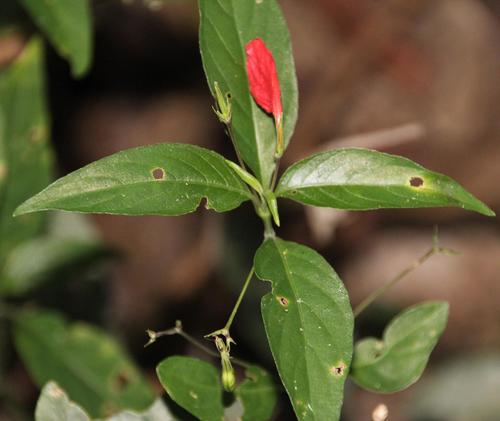 Ruellia brevifolia