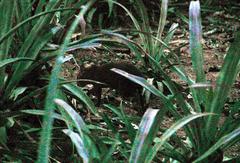 Dasyprocta variegata