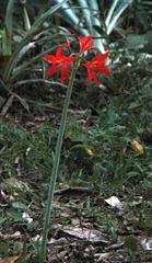 Hippeastrum reginae