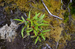 Corokia buddleioides