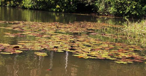 Amazon waterlily (Nymphaea amazonum)