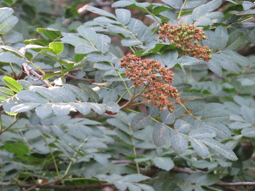 California mountain ash (Sorbus californica)