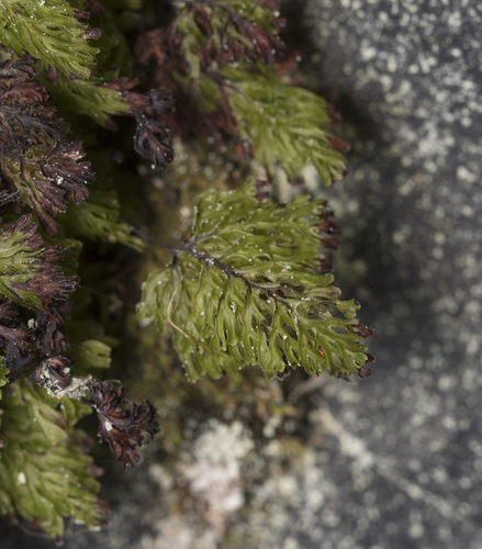 Image of Hymenophyllum darwinii by (c) Pablo Silva, some rights reserved (CC BY)