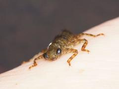 Notoaeschna sagittata