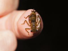 Notoaeschna sagittata