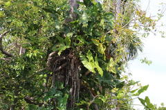 Philodendron deflexum