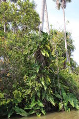 Philodendron deflexum