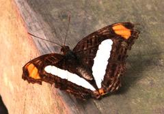 Adelpha iphiclus iphiclus