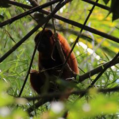 Alouatta sara