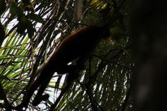 Alouatta sara