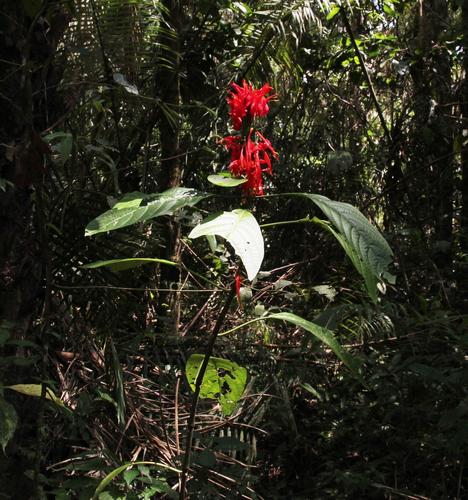 Cardinal's-guard (Pachystachys spicata)