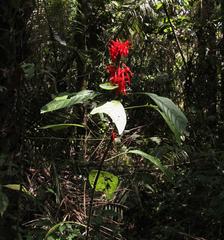Pachystachys spicata