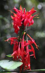 Pachystachys spicata