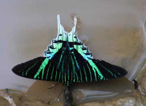 Green-banded Urania photo 4