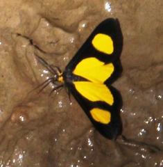 Cyllopoda jatropharia
