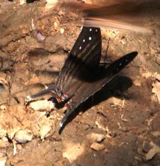 Marpesia egina