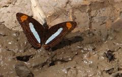 Adelpha iphiclus iphiclus
