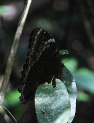 Morpho helenor theodorus