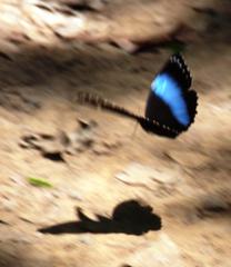 Morpho helenor theodorus