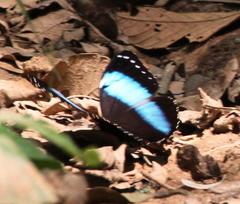 Morpho helenor theodorus