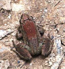 Leptodactylus leptodactyloides
