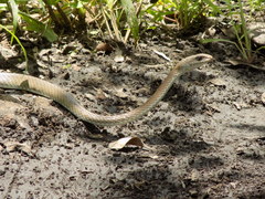 Psammophis mossambicus