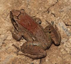 Leptodactylus leptodactyloides