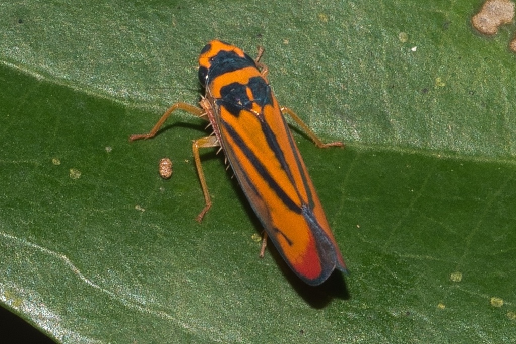 Soosiulus decoris