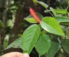 Acalypha stachyura