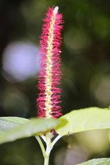 Acalypha stachyura