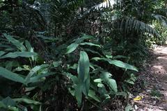 Heliconia metallica