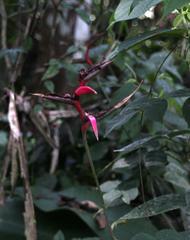 Heliconia metallica
