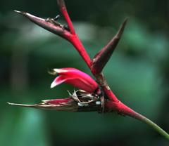 Heliconia metallica