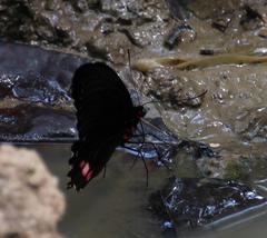 Parides sesostris