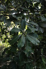 Ficus obtusifolia