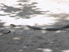 Psammophis mossambicus
