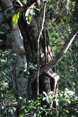 Ficus obtusifolia