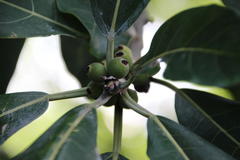 Ficus obtusifolia
