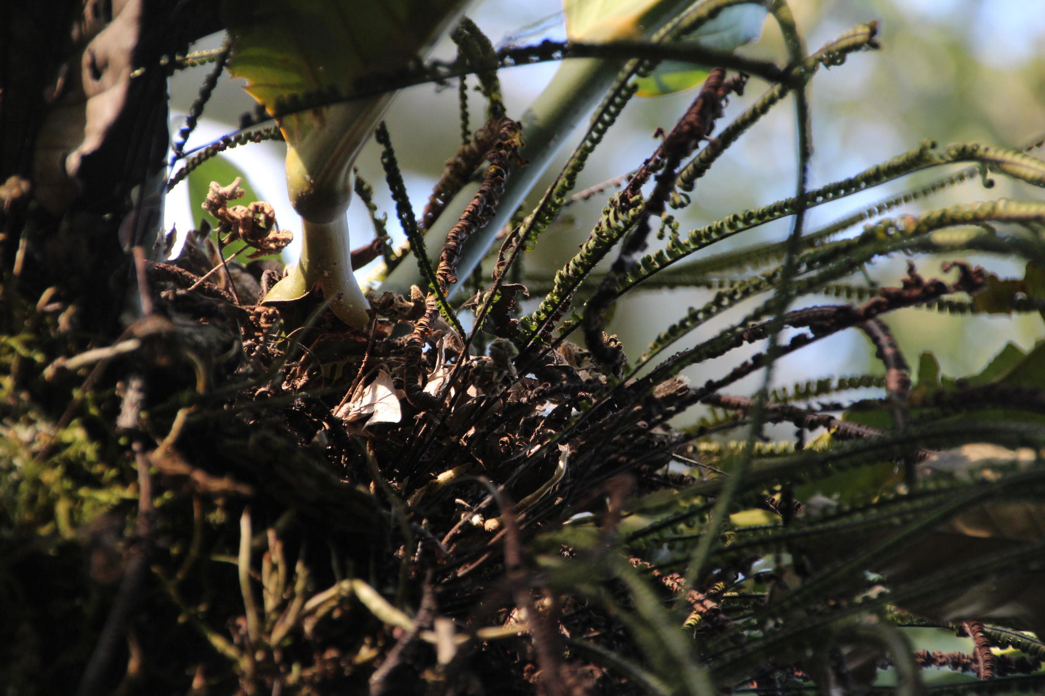 Pecluma camptophyllaria