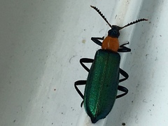 Prionocerus coeruleipennis
