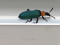 Prionocerus coeruleipennis