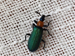 Prionocerus coeruleipennis